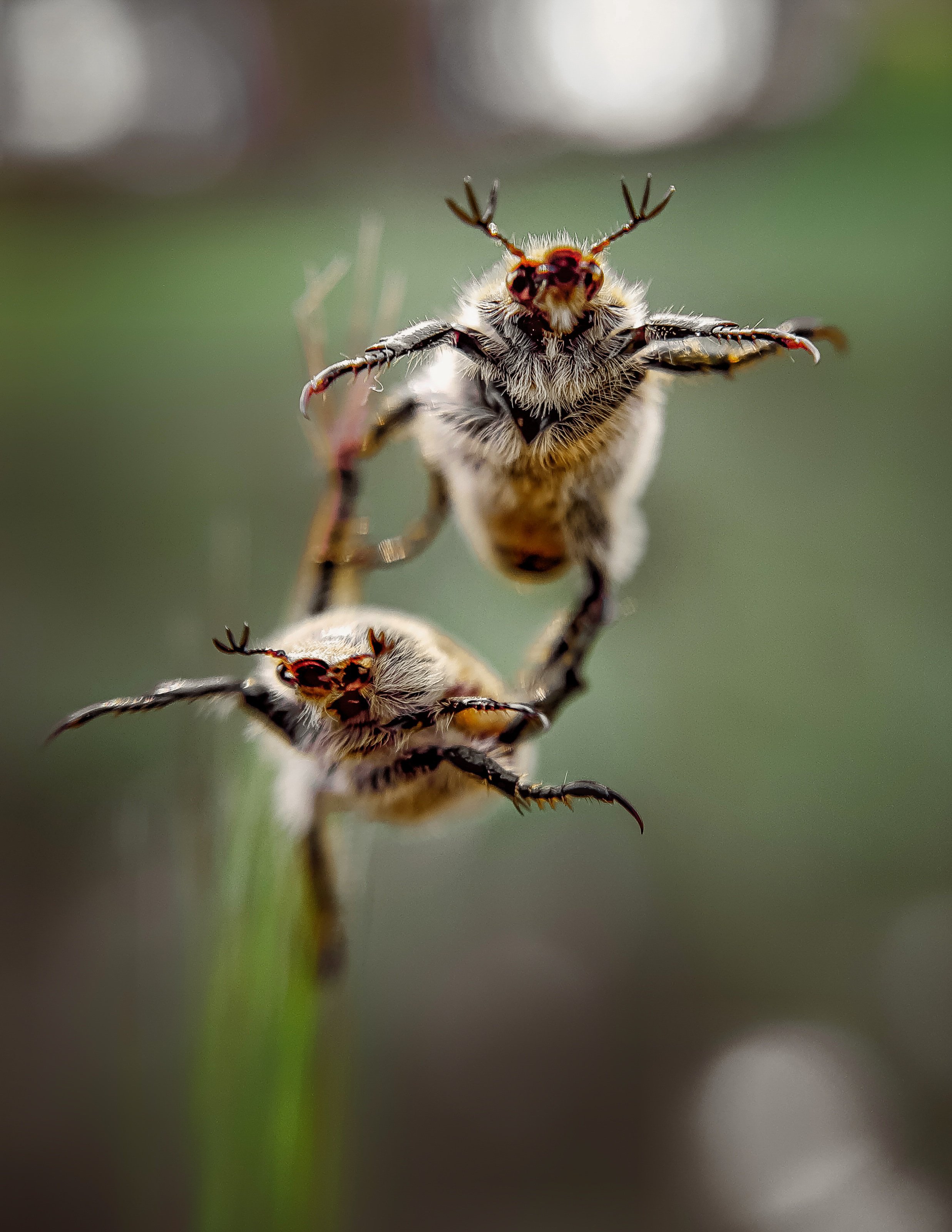 жуки, насекомые, макро, удачный кадр, удивительная природа, insects, beetles, macro, mobilephoto, mobile photography, мобильная фотография, Сергей Колос