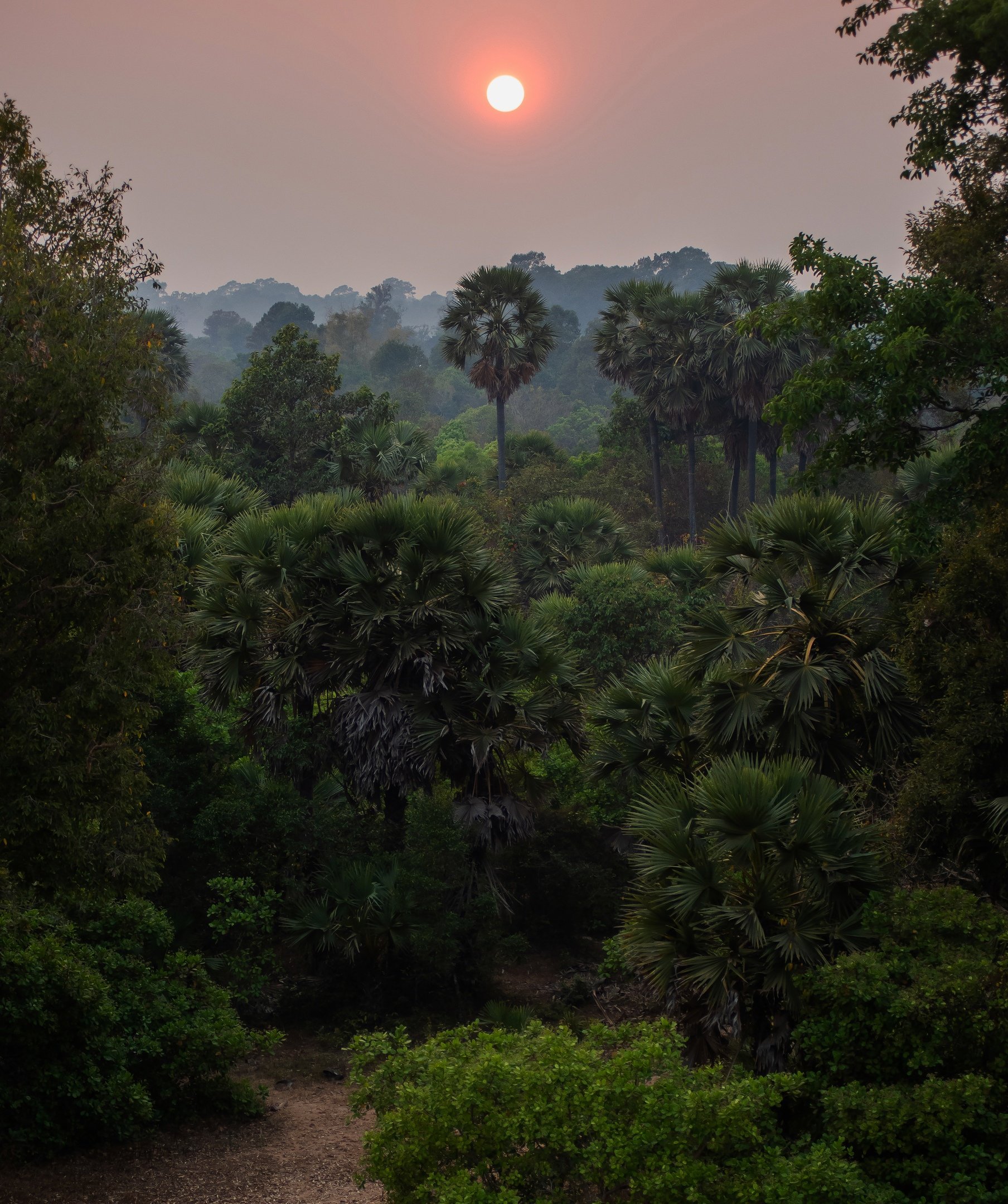 камбоджа, азия, джунгли, закат, путешествие, природа, пейзаж, солнце, cambodia, asia, nature, travel, sunset, jungle, Даркина Дарья