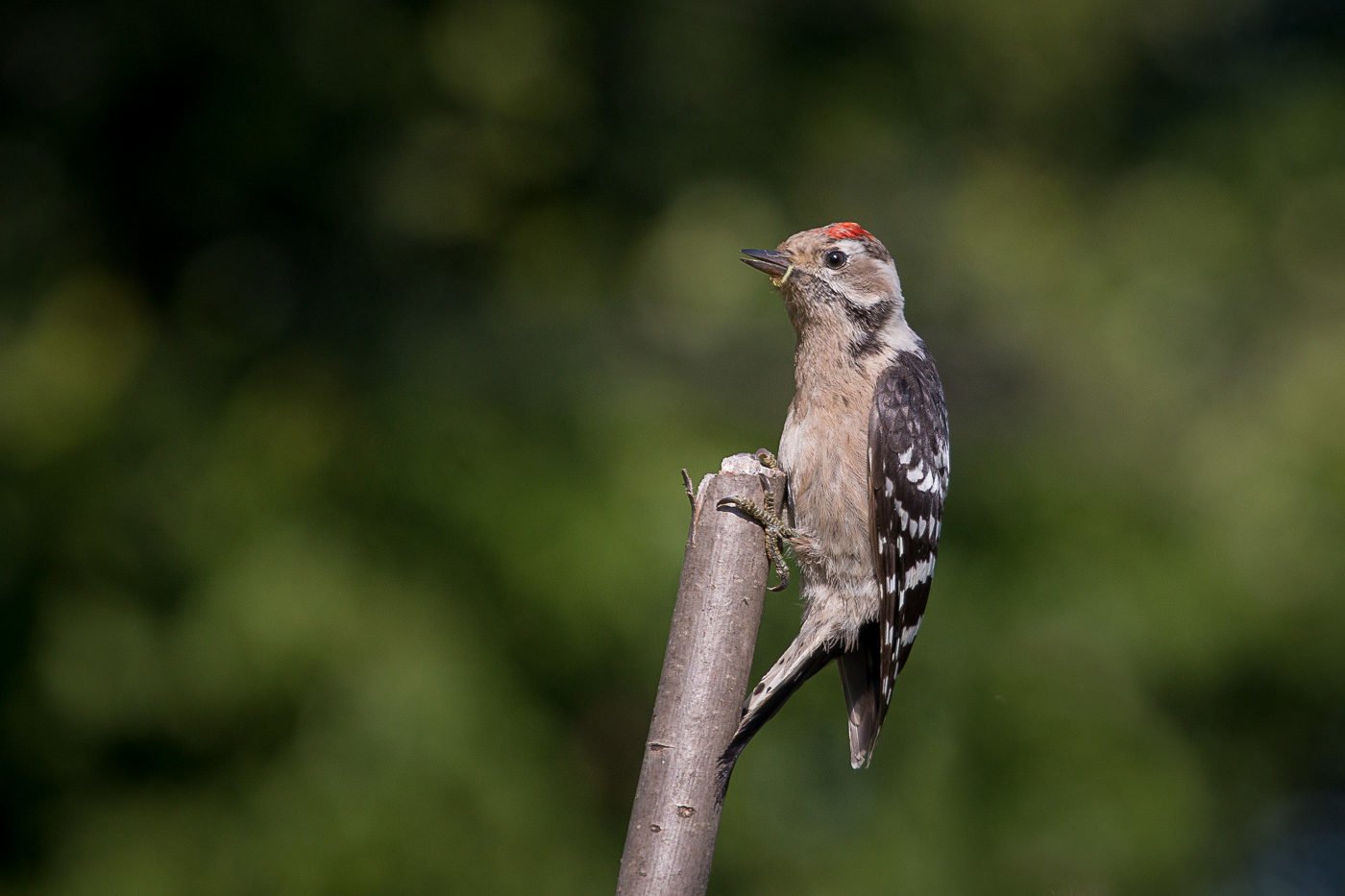 птицы, дятел, wildlife, birds, lesser spotted woodpecker, лето, Алексей Юденков