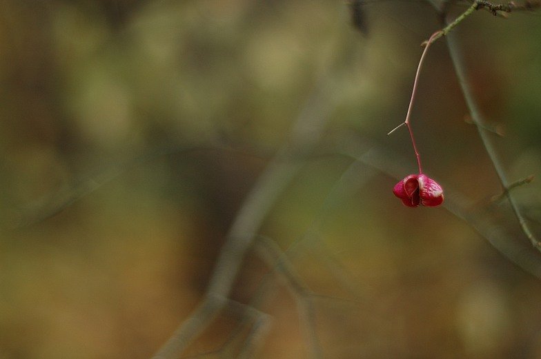 осень, цветок, Dalia