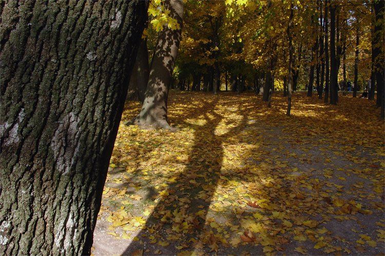 2008, autumn, color, fall, light, shadow, tree, коломенское, дерево, листва, осень, свет, тень, цвет, цифра, Todublin