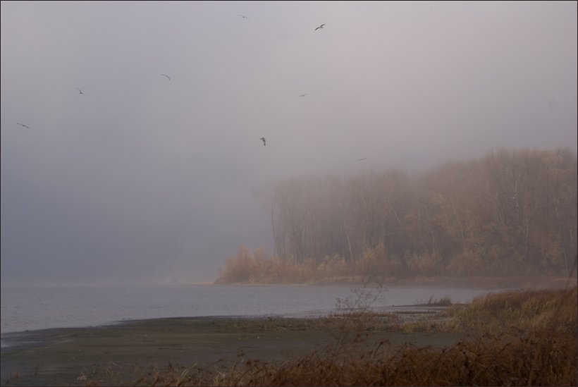 река, утро,туман, птицы, Мирошниченко Сергей