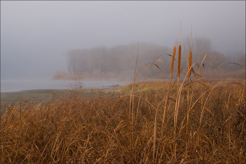 река, утро,туман,, Мирошниченко Сергей