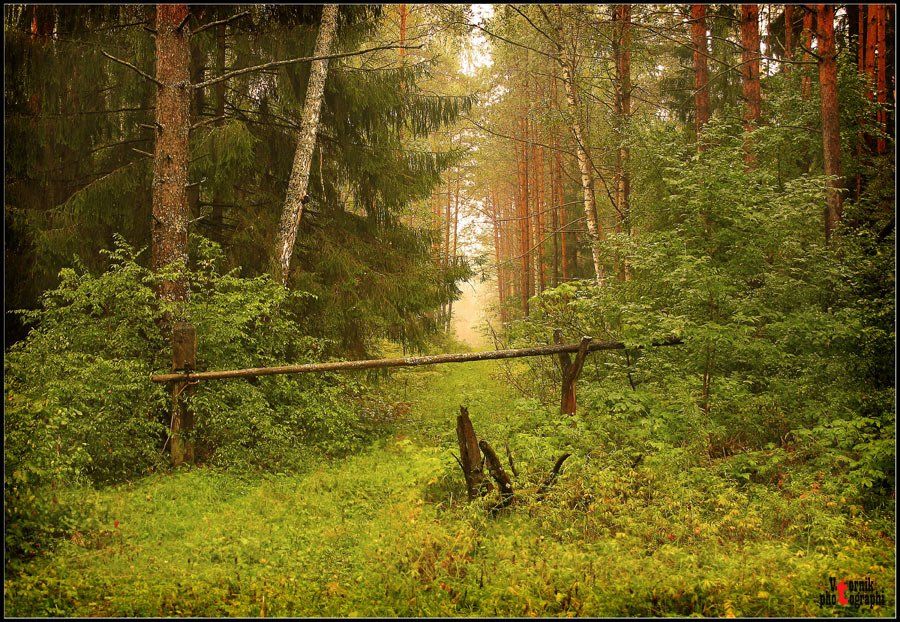 лес,утро,деревья, VTORNIK Эдуард Николаев