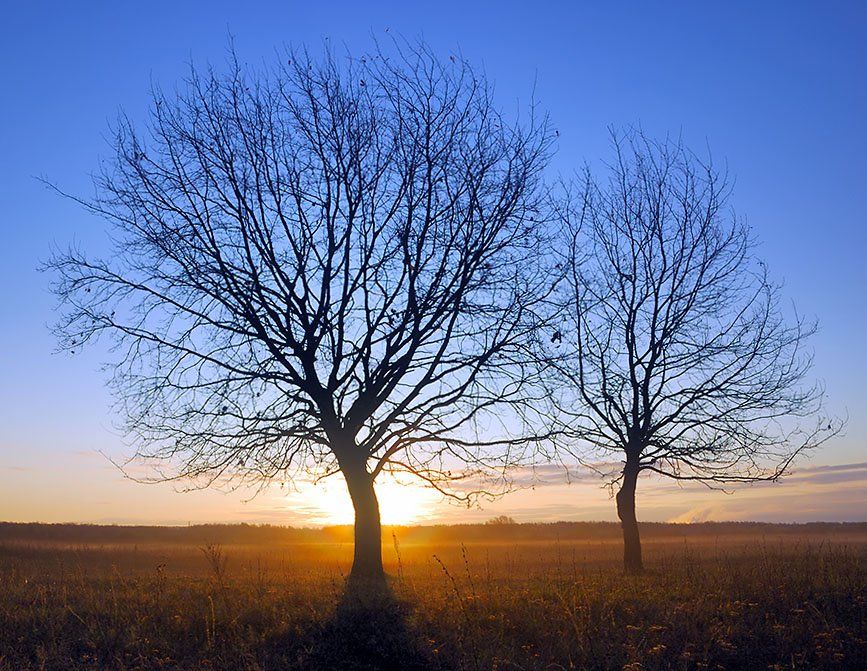 дерево, утро, туман, солнце, рассвет, ильдар, гилязов, Ildar