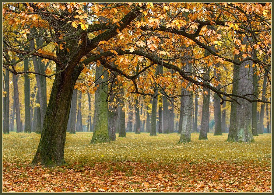 пейзаж, осень, дуб, дубовая роща, золотая, lad_i_mir, lad_i_mir