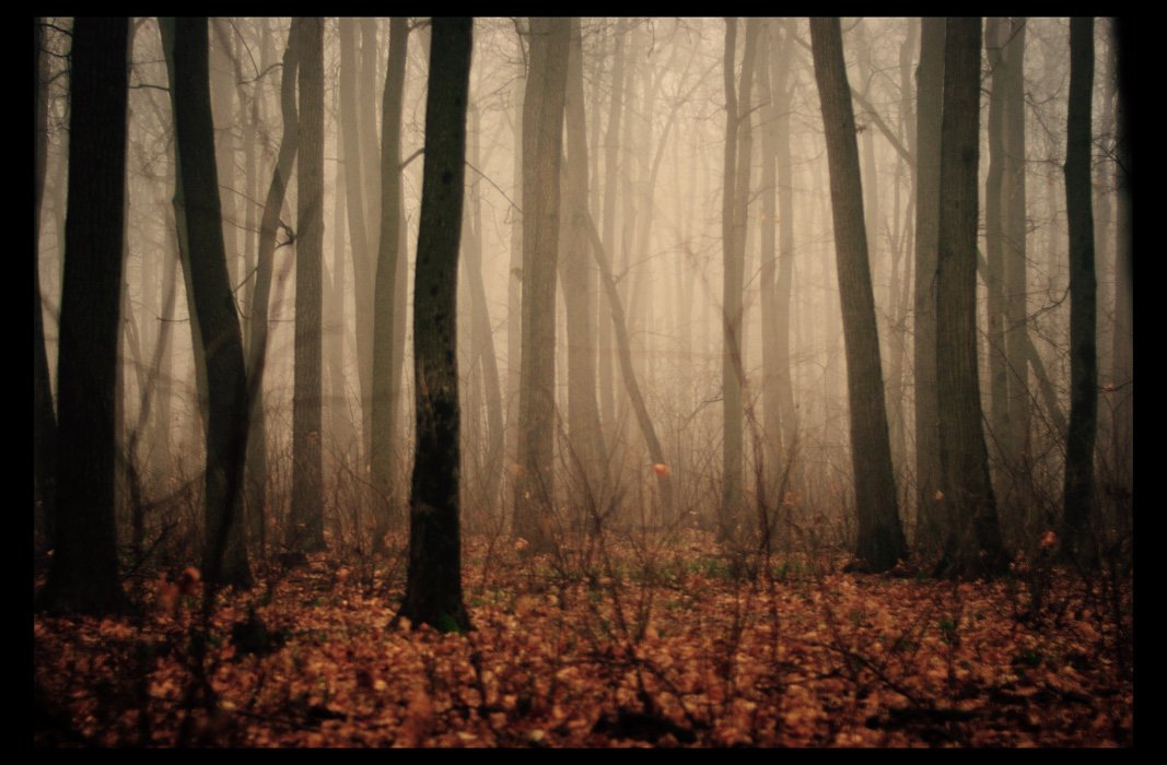 лес,туман, Svetlana Bekhtina