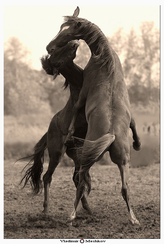 лошади, Владимир Мешков