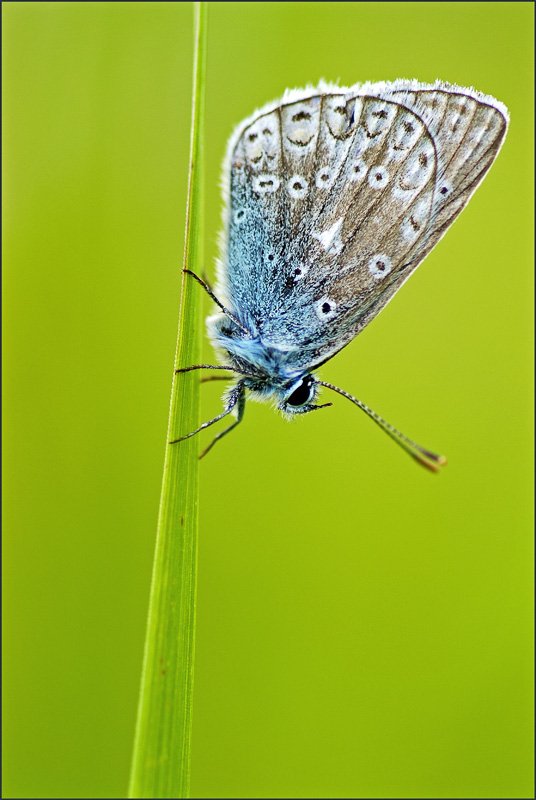 бабочка, макро, Юлия