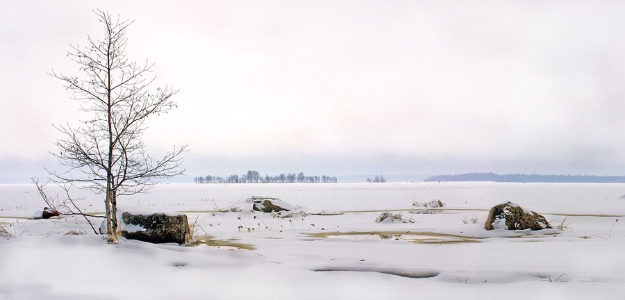 дерево, снег, Юлия