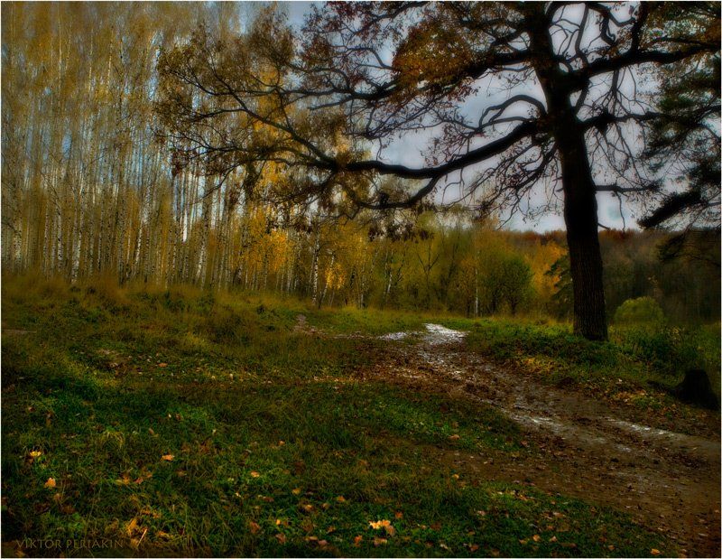 осень, лес, дуб, тропинка, Виктор Перякин