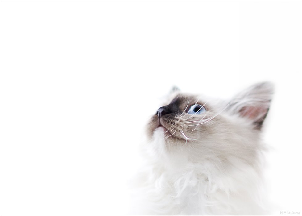 кот, белое, ожидание, Mistukova Natalia (Tataxa)
