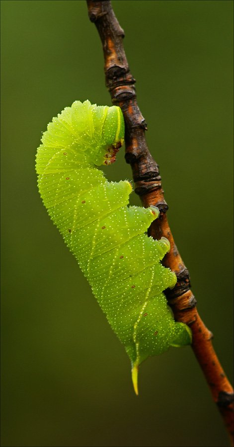 гусеница, Юлия