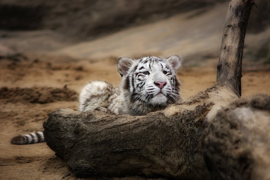 белый тигр, тигрёнок, senjor