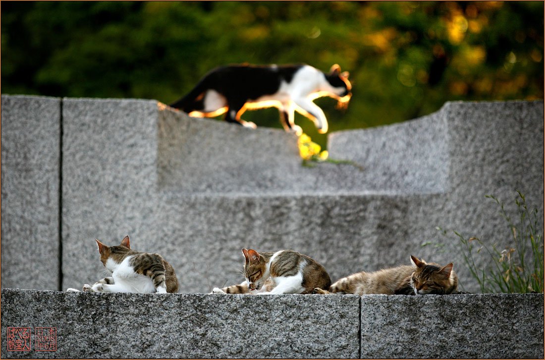 япония, осака, замок, кот, кошка, закат., Ханмурзин Павел