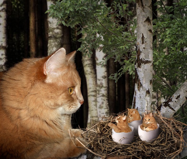Юмор кошка, Яйца, Iridi (Ирина Кузнецова)