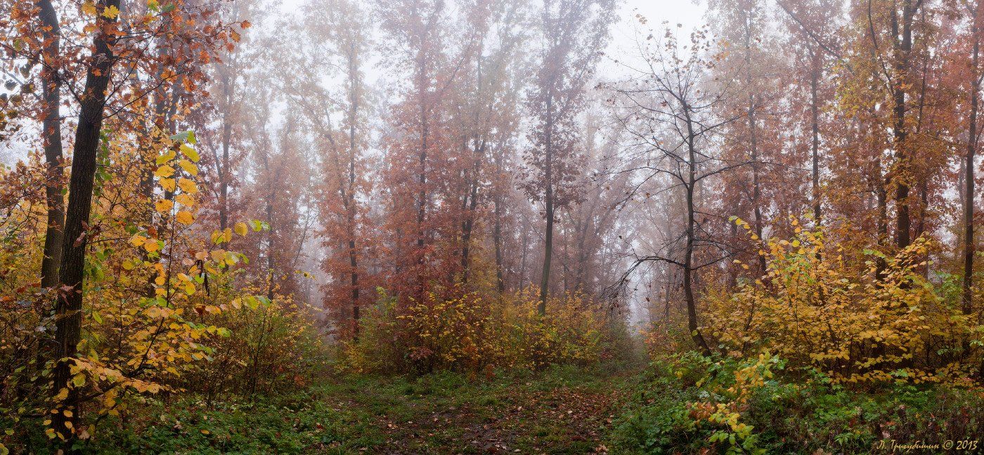 Лес, Осень, Туман, Любомир Тригубишин