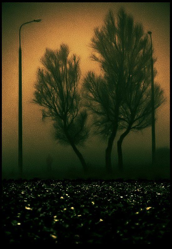 wake,human,tree,autumn, Эмеральд Ваке ©