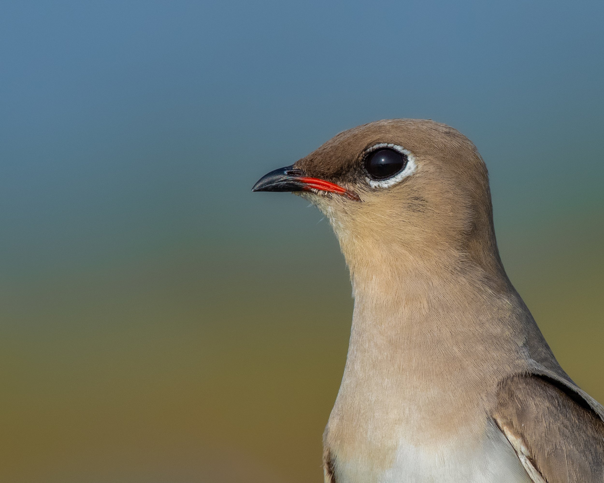 bird , wildlife , Animal, Anindita Datta Muhuri