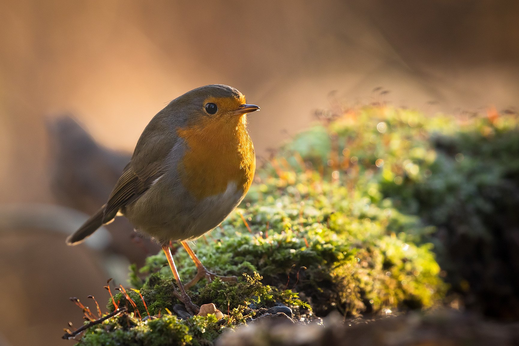 , Robert Adamec