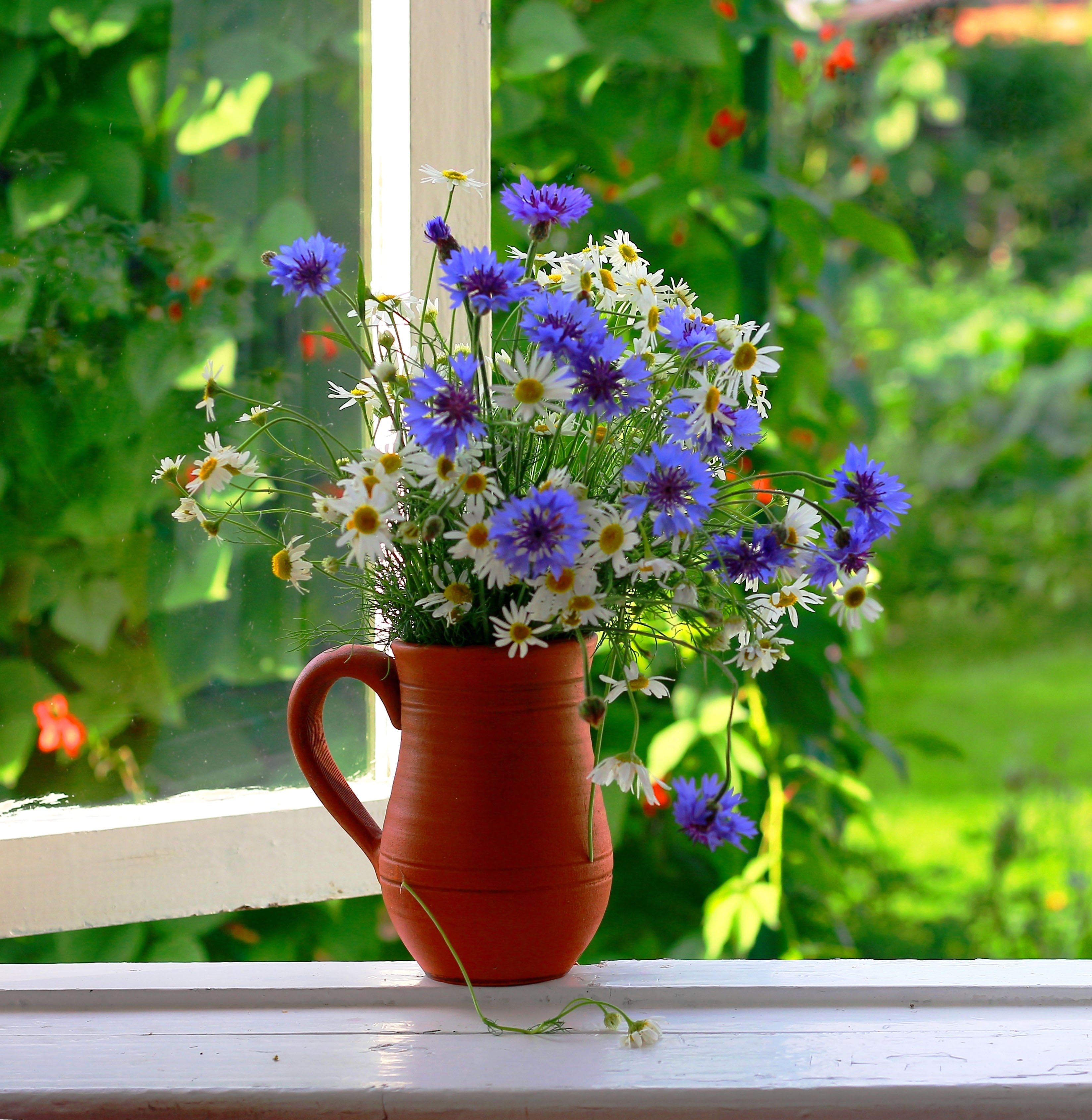 Ясное июньское утро. Цветы на окне. Летние цветы на подоконнике. Подоконник с цветами. Растения на подоконнике.