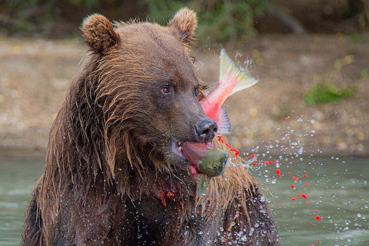 Камчатка, медведь, животные, природа, путешествие, фототур, икра,, Денис Будьков