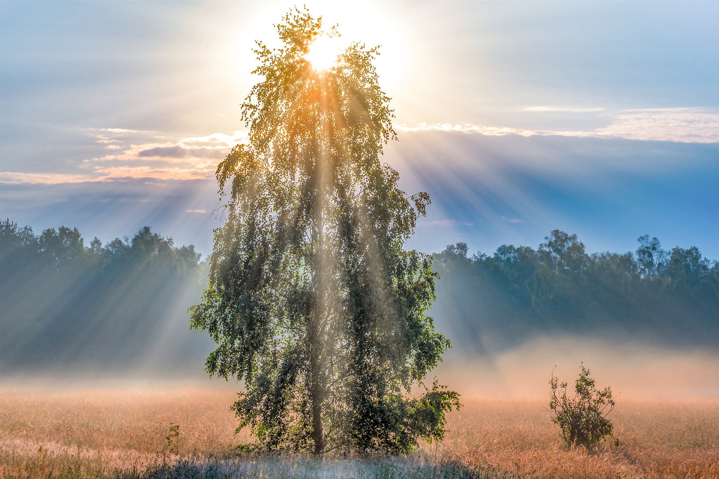 fog, light, field, nature, morning, sun, tree, forest, sky, sunbeams, landscape, nikon, Krzysztof Tollas