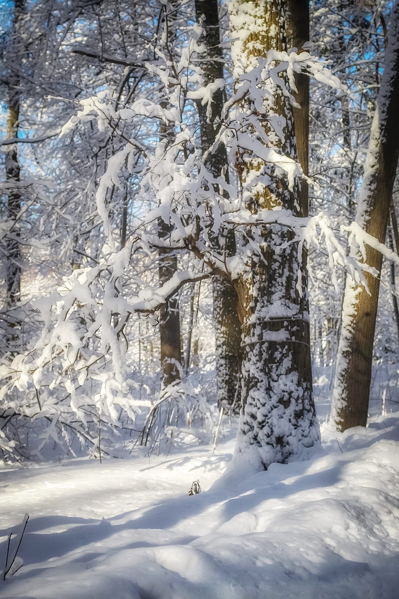 зима, winter, снег, snow, природа, nature, пейзаж, Julia Kaissa