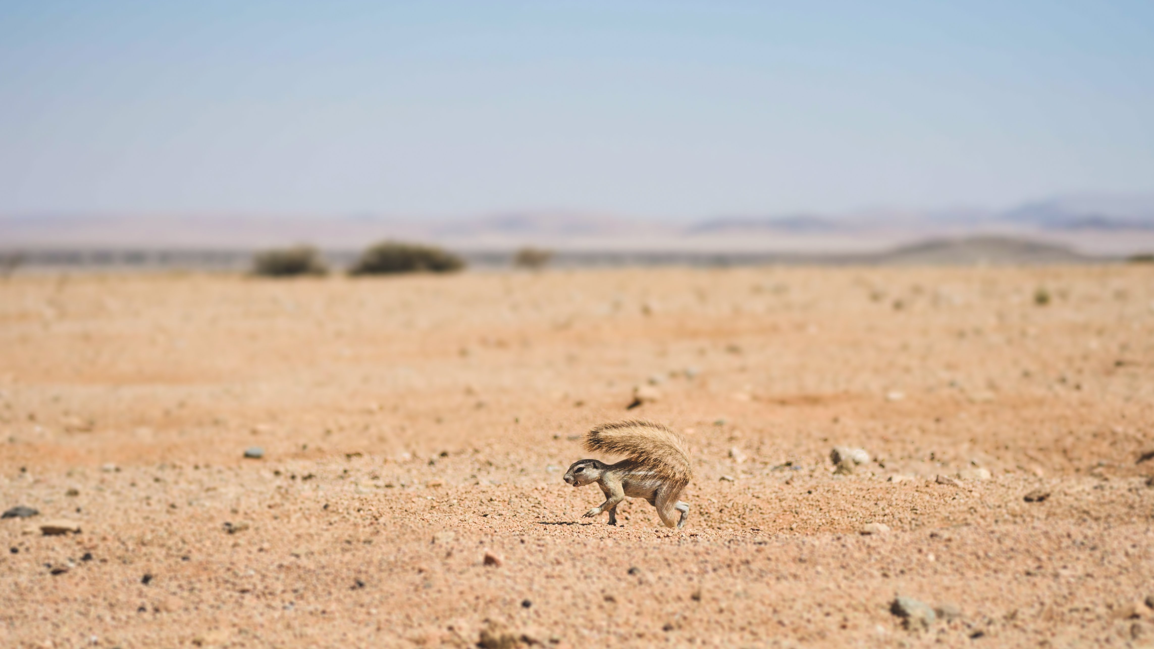 Пустынные Животные Фото