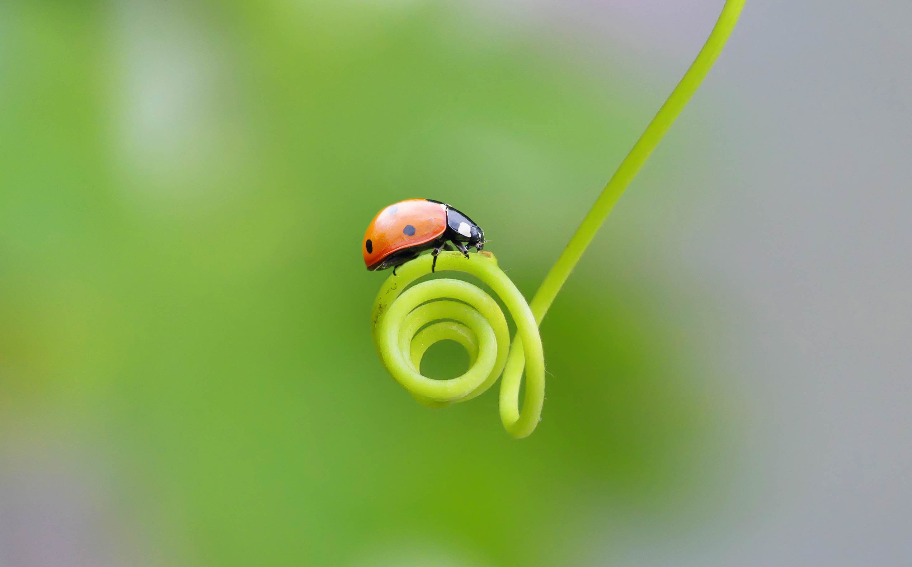 #insects #insect #bug #bugs #bugslife #macro #closeup #nature #animals #animals #instanature #instagood #macrogardener #macrophotography #creature #creatures #macro_creature_feature #photooftheday #wildlife #nature_shooters #earth #naturelover #lovenature, ali bakhshi