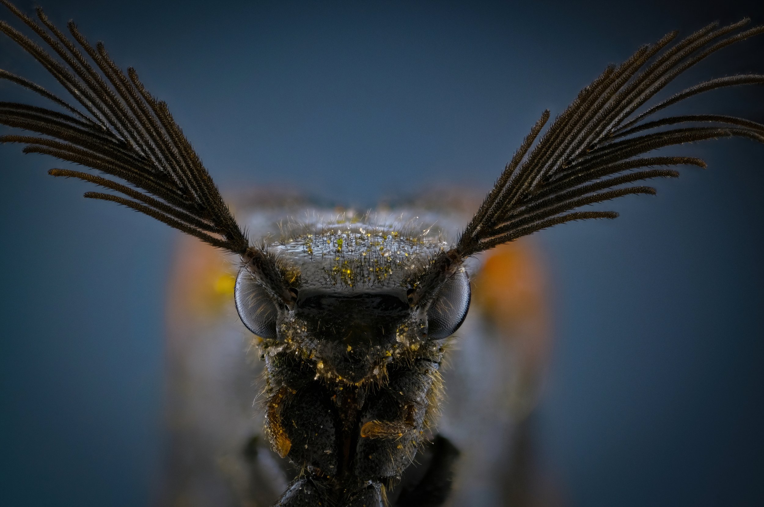 macro extrememacro insect, Антон Орленко