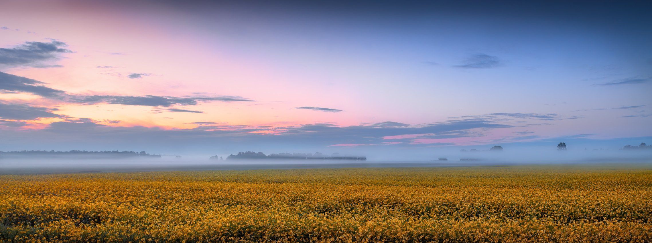 Рапсовое Поле Фото