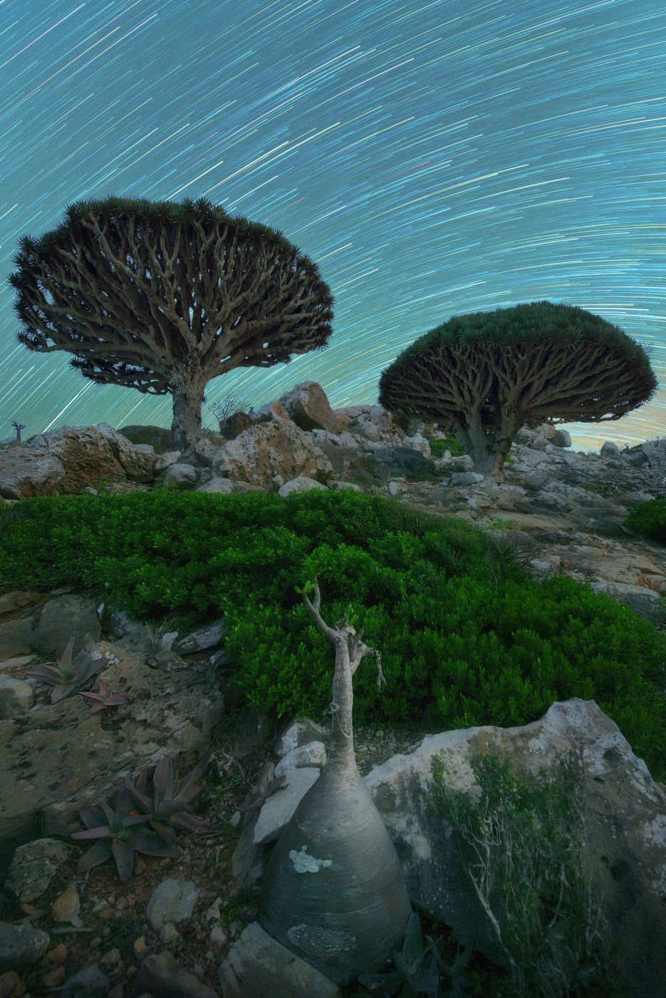 сокотра йемен socotra soqotra yemen драконово дерево звёзды хоровод startrails startrail, Виктор Иванов