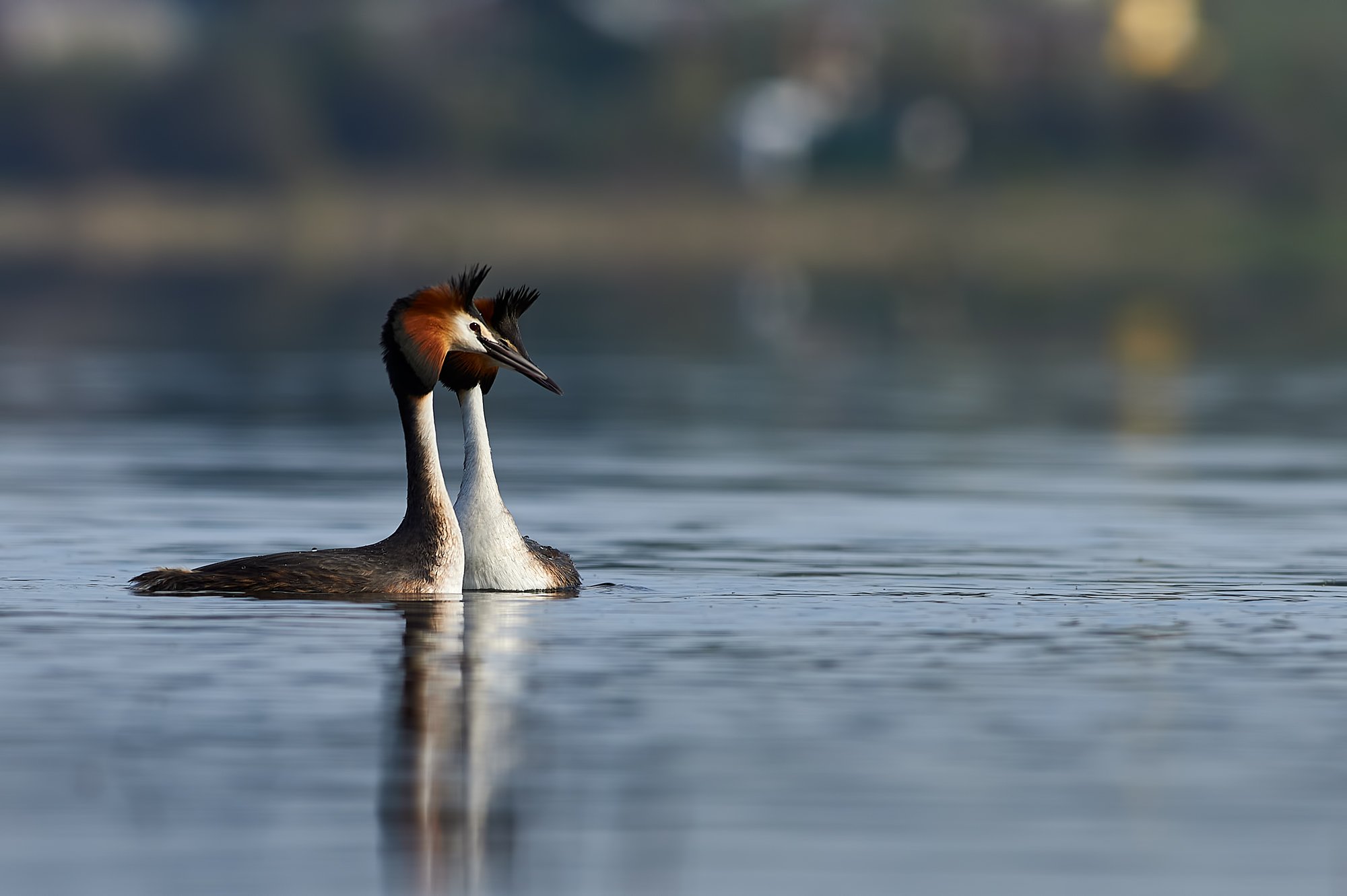 nature, wildlife, birds, Калин Ботев