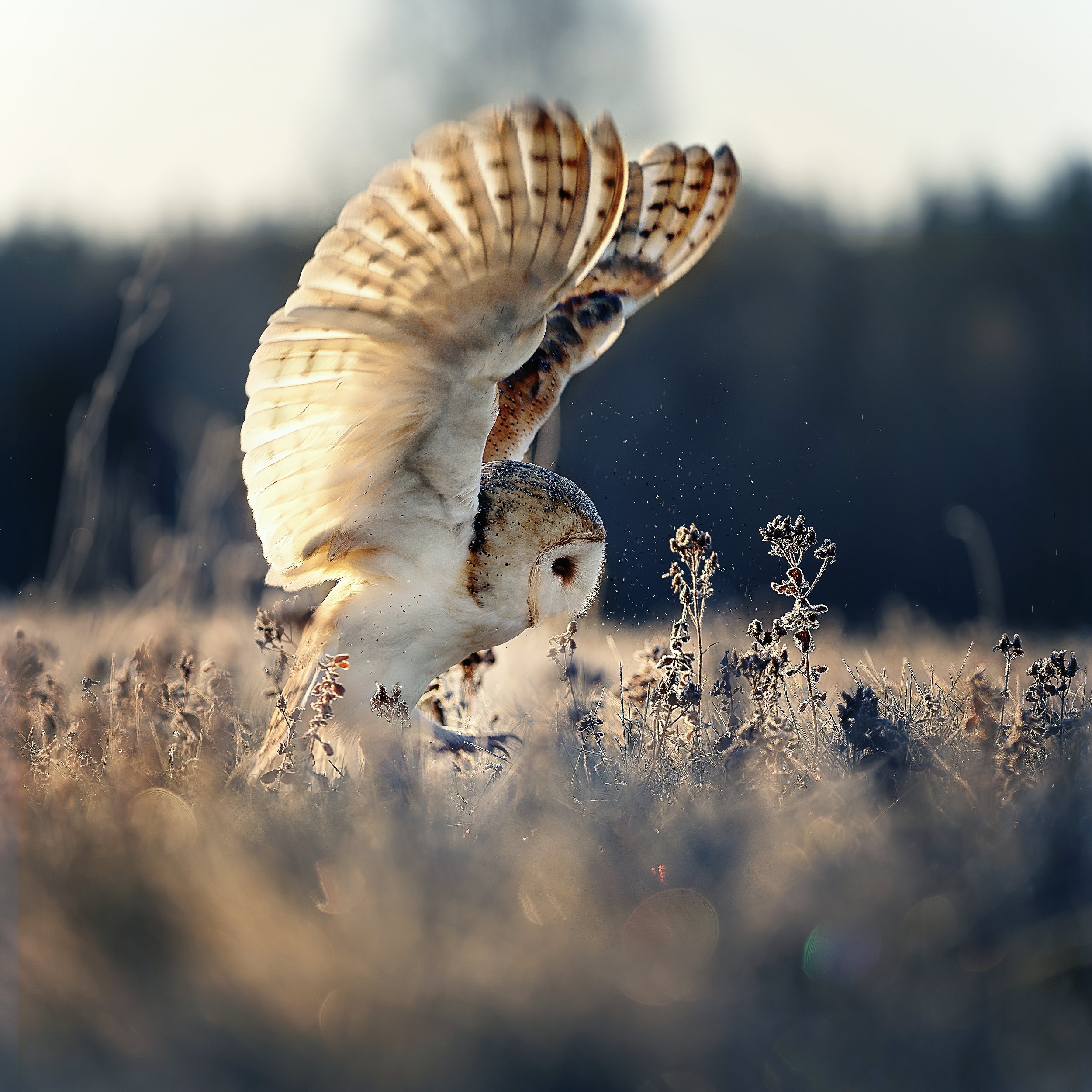 owl, winter, barn owl, wings, sunrise, Michaela Firešová