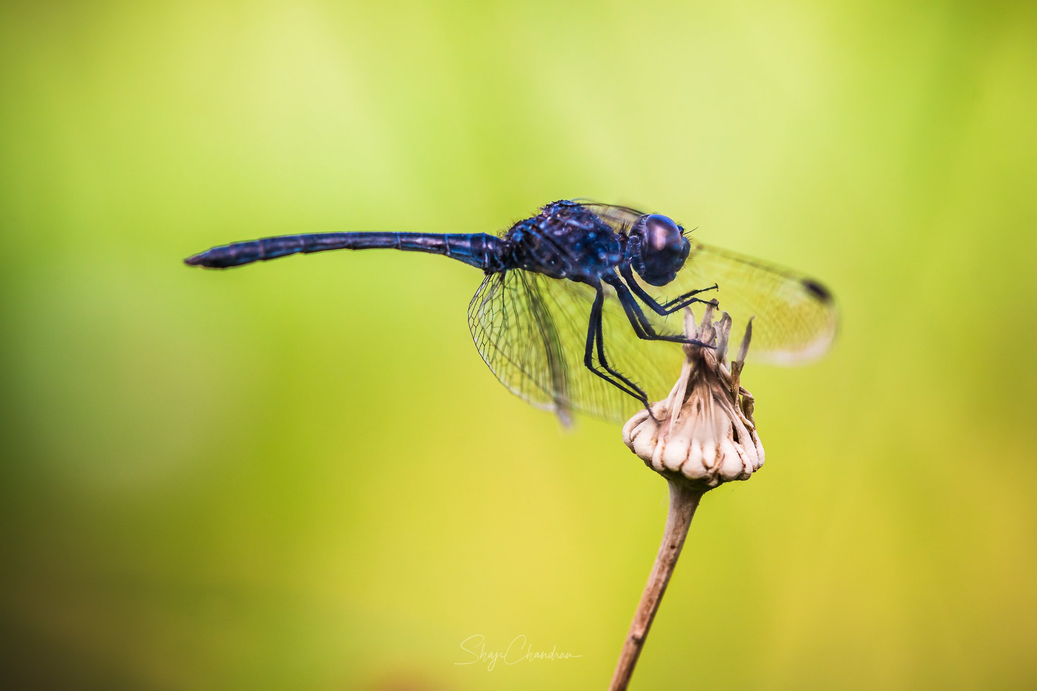 #macro #insects #nature #fly, SHAJI CHANDRAN