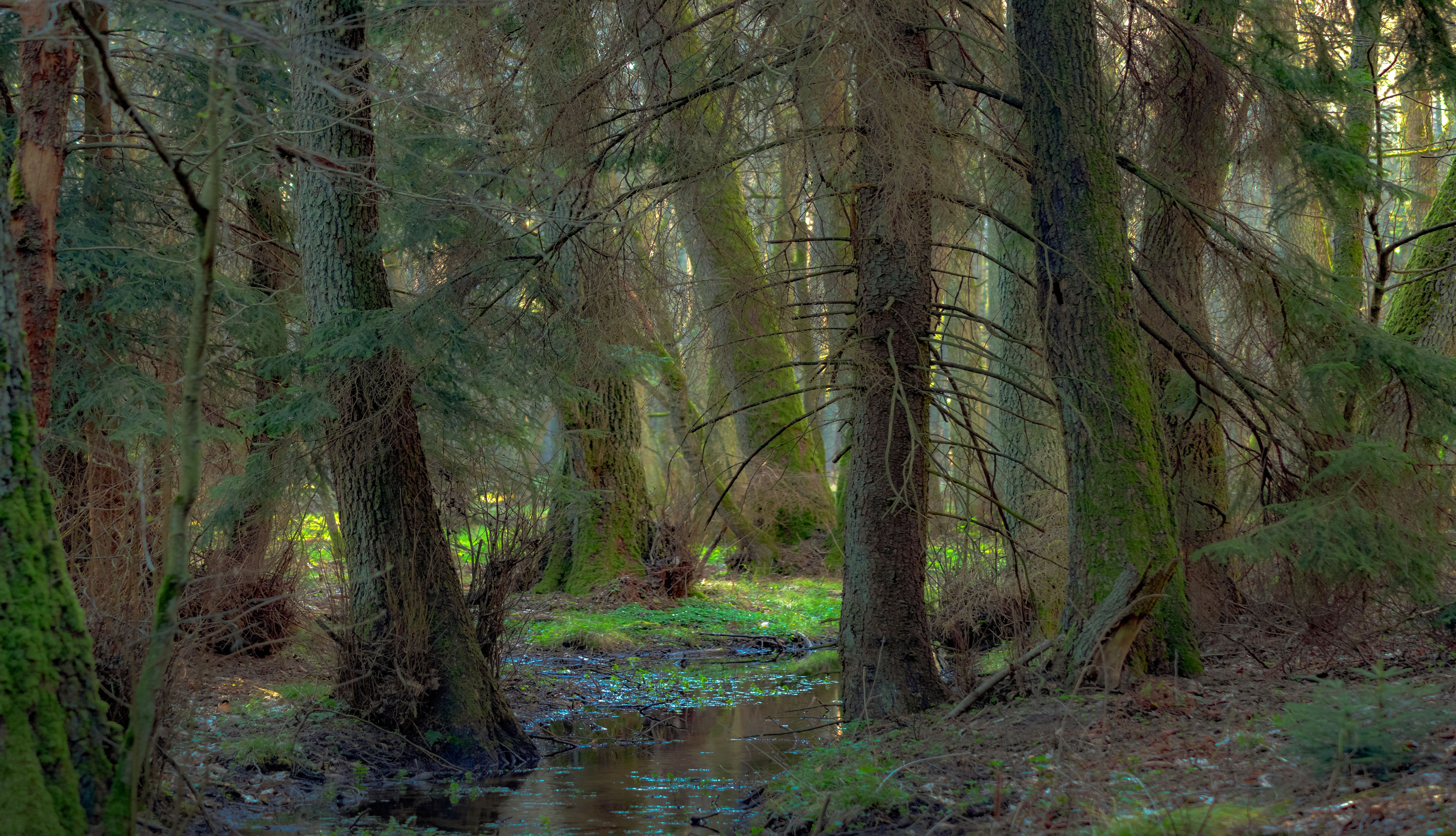 Forest, trees, nature, Mist, Light, Morning, Water, Forest stream, Moss, Water, Woody atmosphere, Fog, Krzysztof Tollas