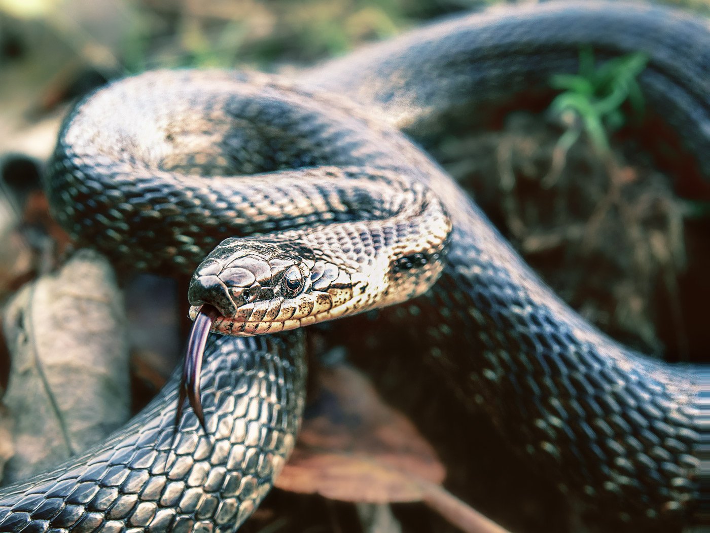 Ядовитые змеи поджидают отдыхающих на Русском острове