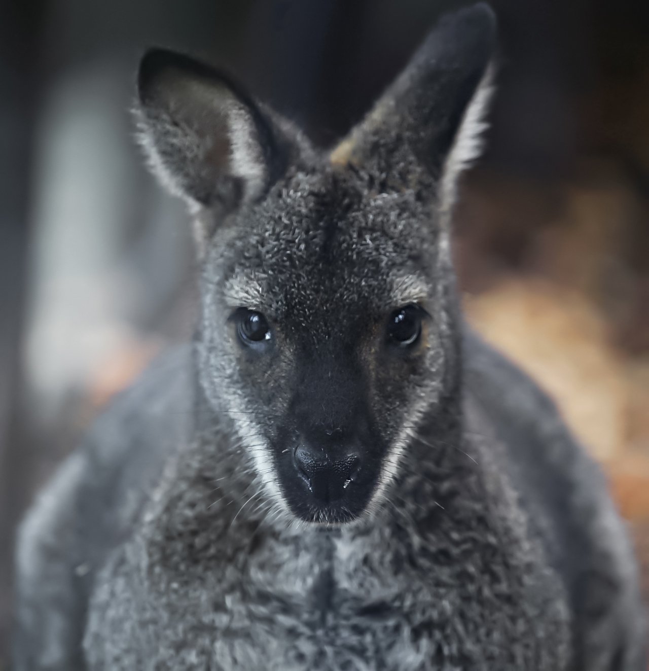 кенгуру, животные, animals, kangaroo, Julia Kaissa