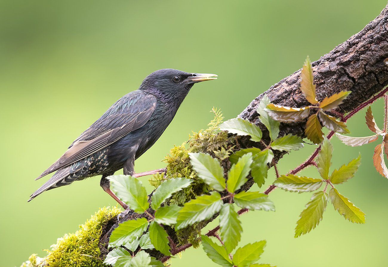 обыкновенный скворец, european starling, скворец, starling, Elizabeth Etkind