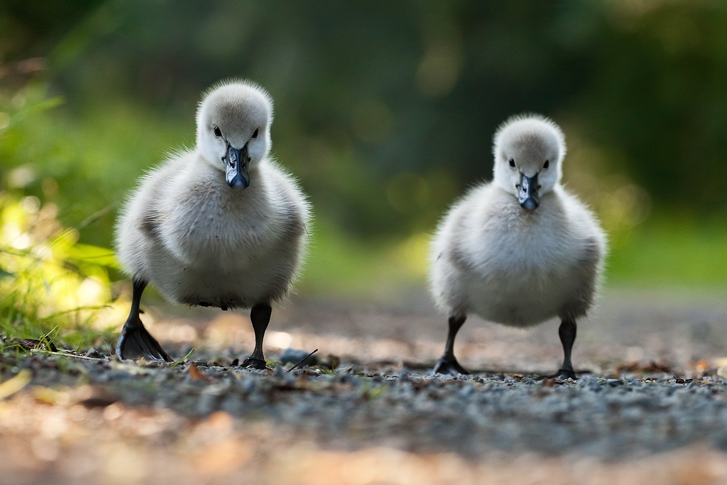 , Robert Adamec