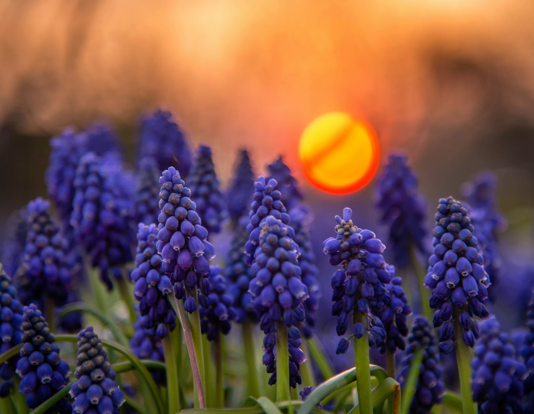 macro bokeh sun сапфиры flowers sunlight muscari mill blue violet spring sunset blue цветы  nature, Radoslaw Dranikowski
