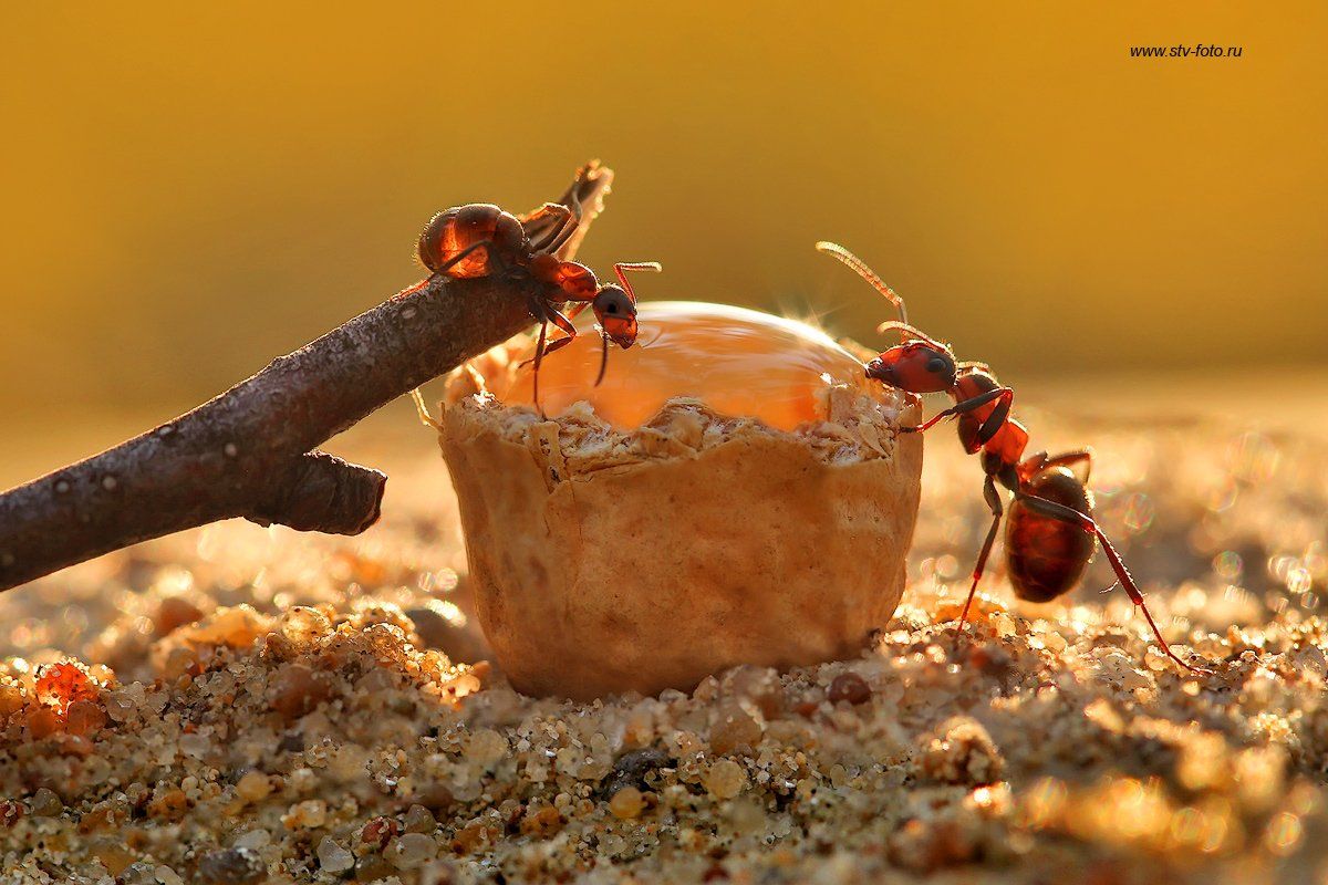 макро, муравей, муравьи, жажда, macro, ant, Sokolova Tatiana