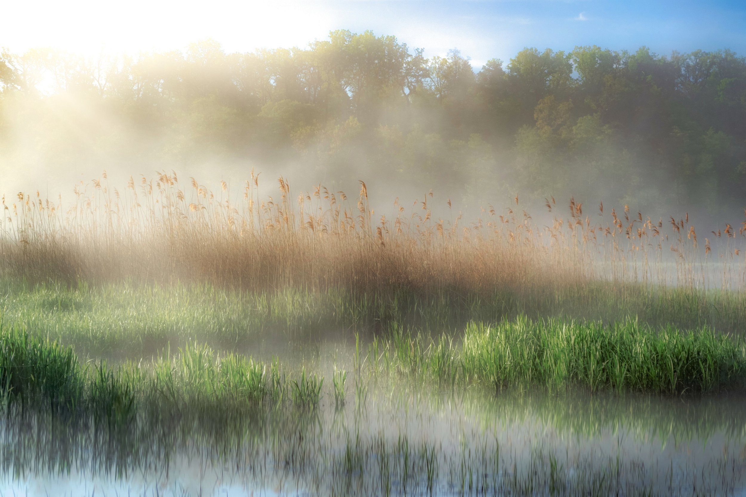 wetland, fog, spring, nature, light, water, trees, forest, morning, landscape, sky, nikon, Krzysztof Tollas