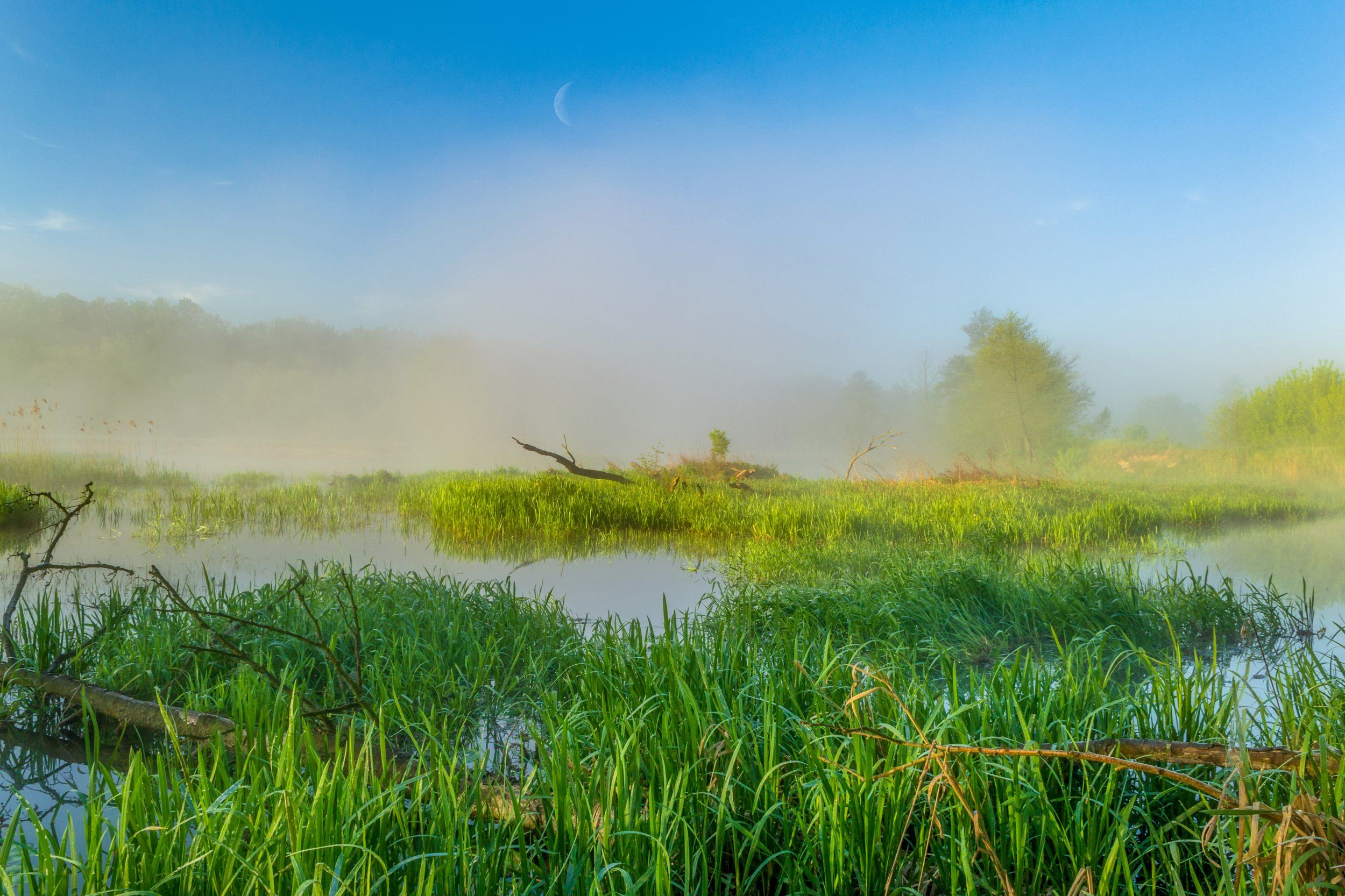 wetland, fog, spring, nature, light, water, trees, forest, morning, landscape, sky, nikon, moon, Krzysztof Tollas