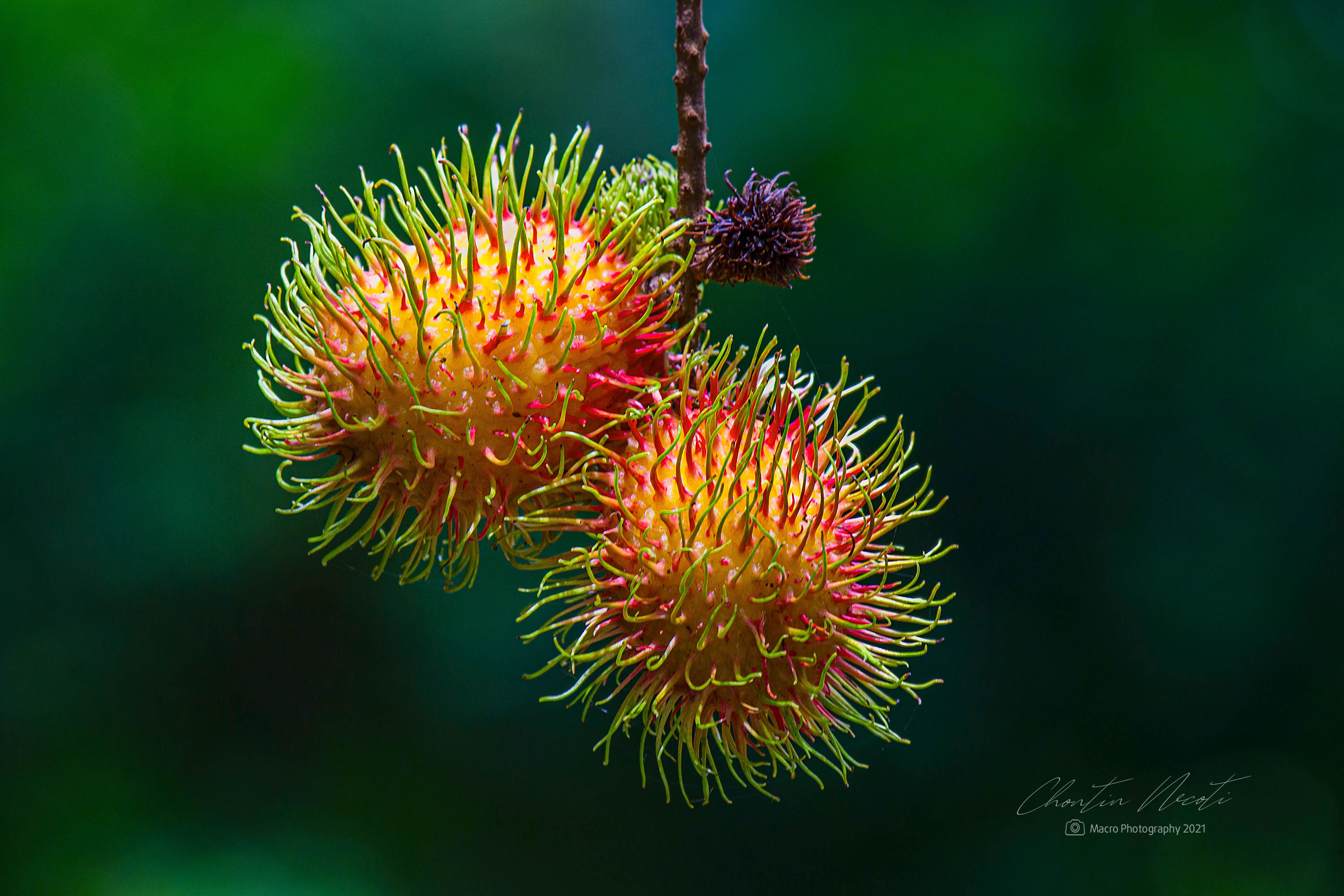 Rambutan, garden. fruit, beautiful, tree, farm, macro, color, two, vitamin, NeCoTi ChonTin