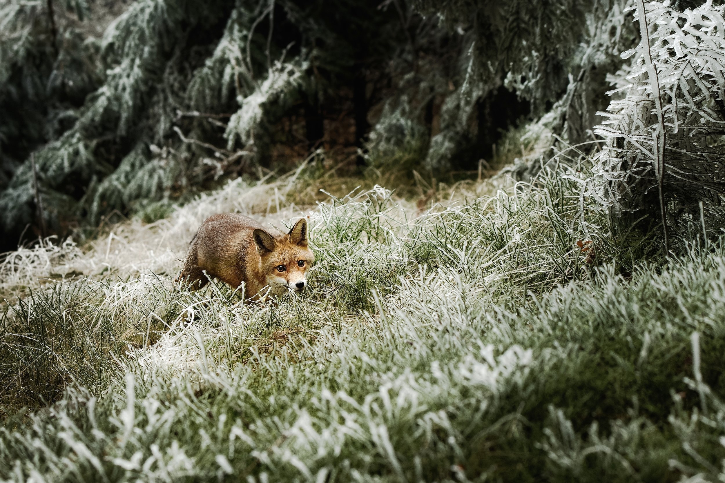 fox, red fox, winter, frost, snow, Michaela Firešová