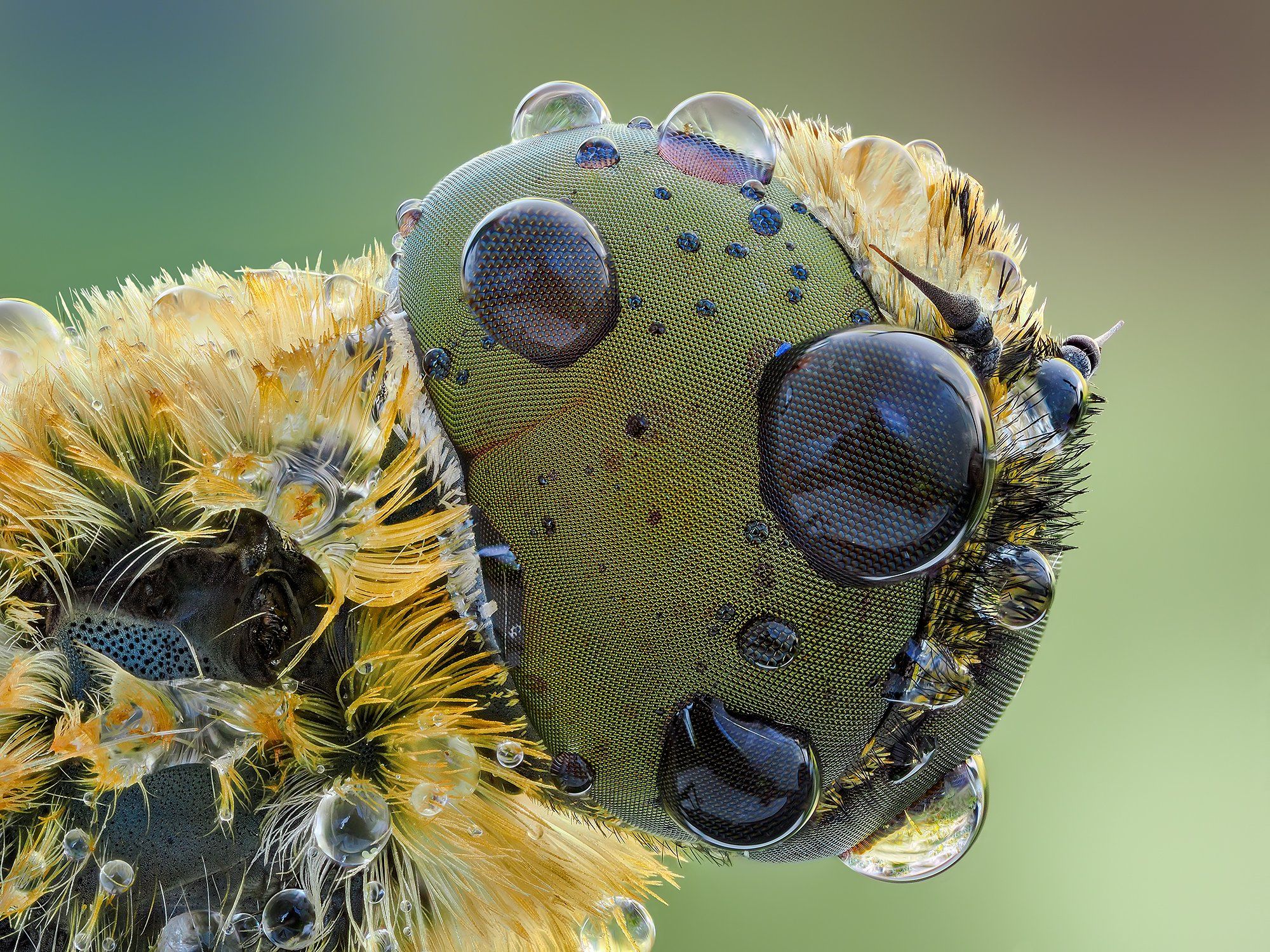 irass, waledzik, nat geo, olympus, close up, macro, extreme macro, макро, Ireneusz Irass Walędzik