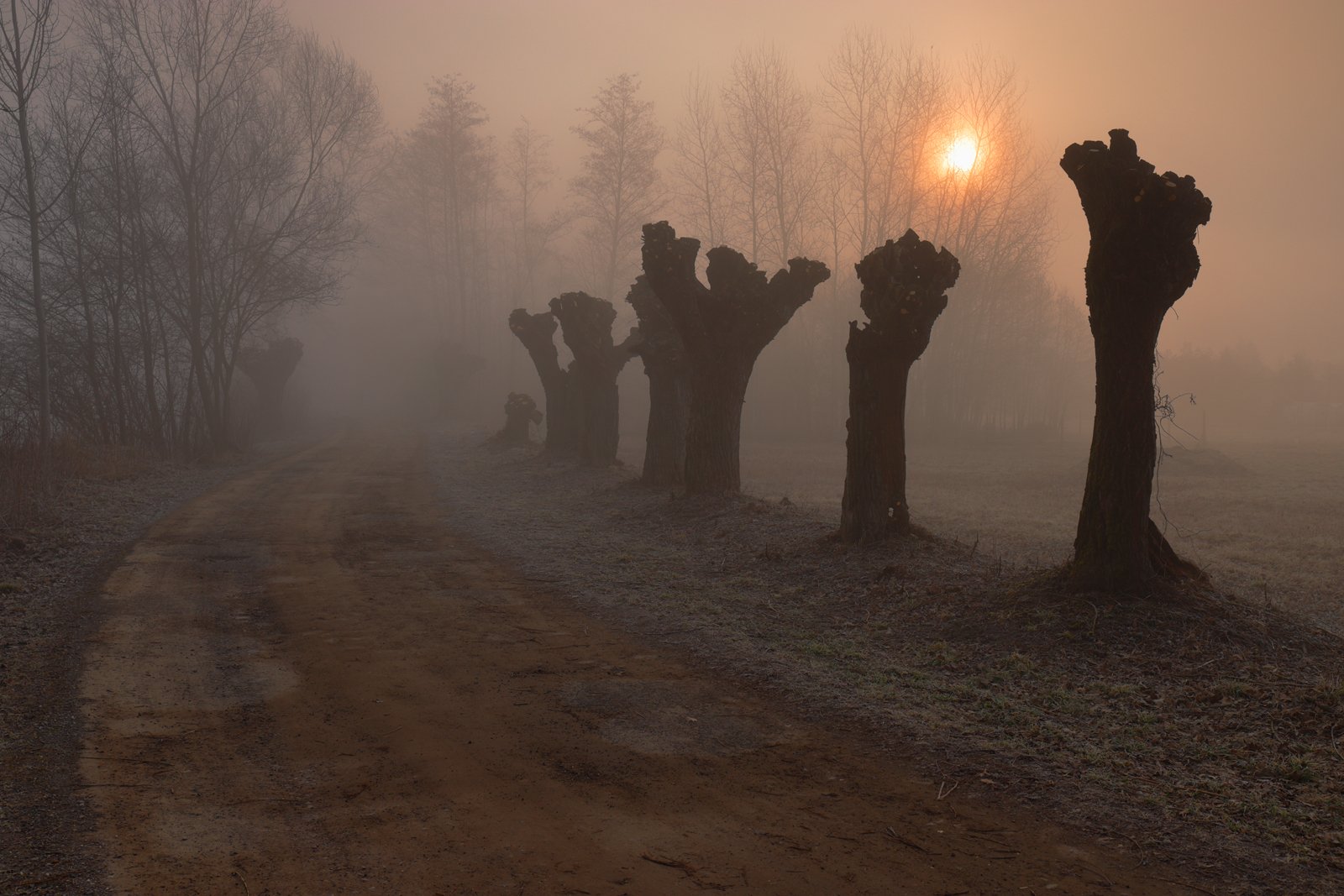 morning, sunrise, light, sun, tree, willow, road, country, fog, mist, mood,, Jacek Lisiewicz