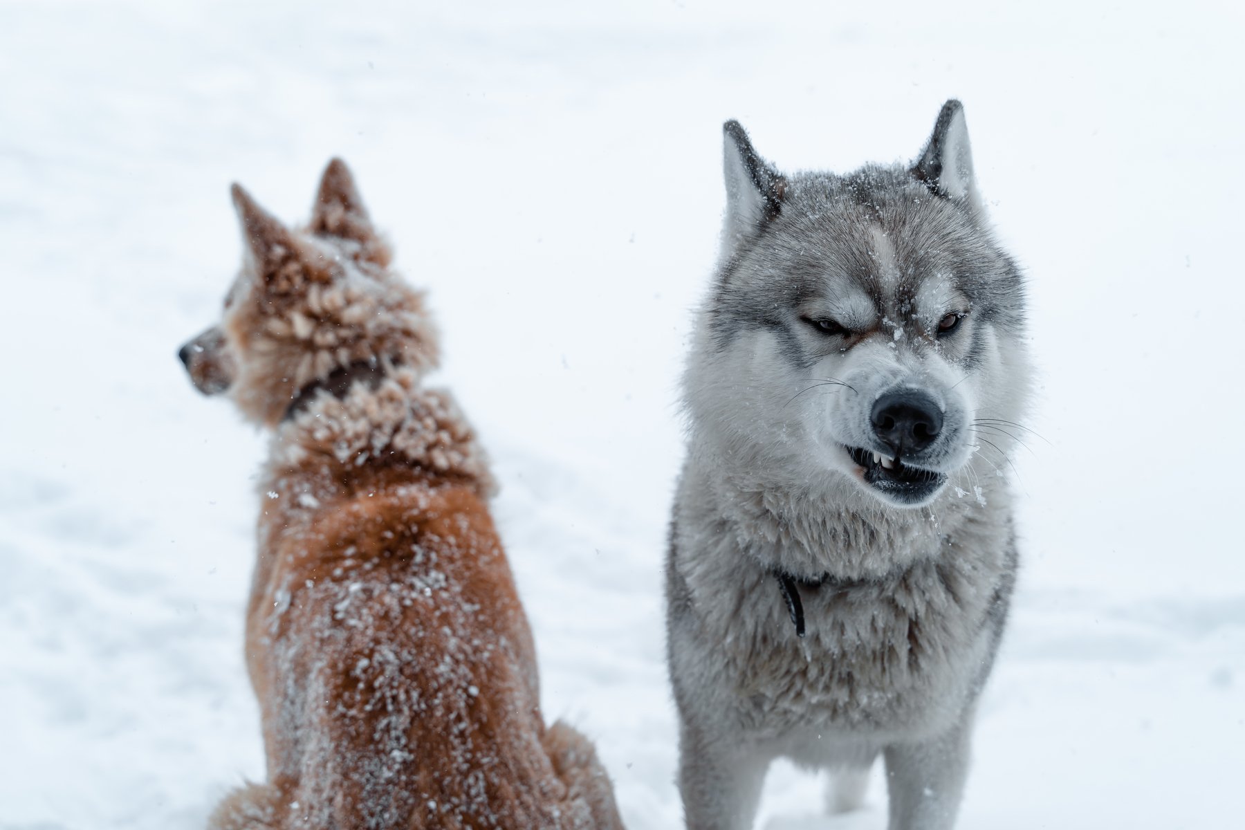winter; front; one; pretty; funny; eyes; puppy; haski; energy; black; domestic; background; breed; carnivore; pet; doggy; male; outdoors; canine; purebred; mammal; young; looking; wolf; nature; siberian husky; husky dog; dog; animal; snow; siberian; white, Dmitry Leonov